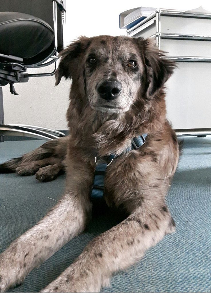 Unsere Lilo
