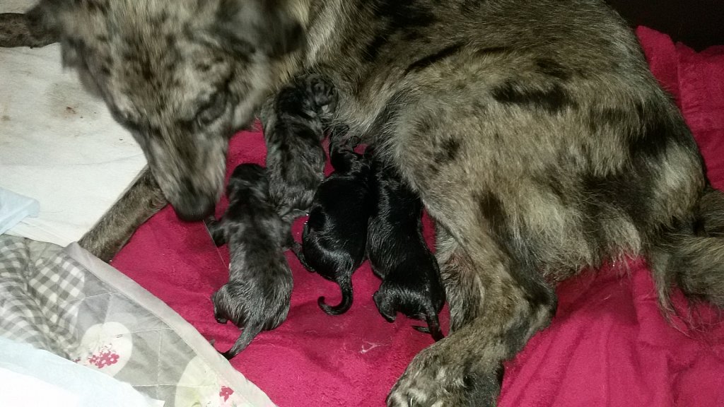 Geburt von 7 Jungs und einem Mädel