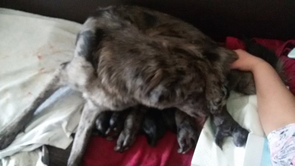 Geburt von 7 Jungs und einem Mädel