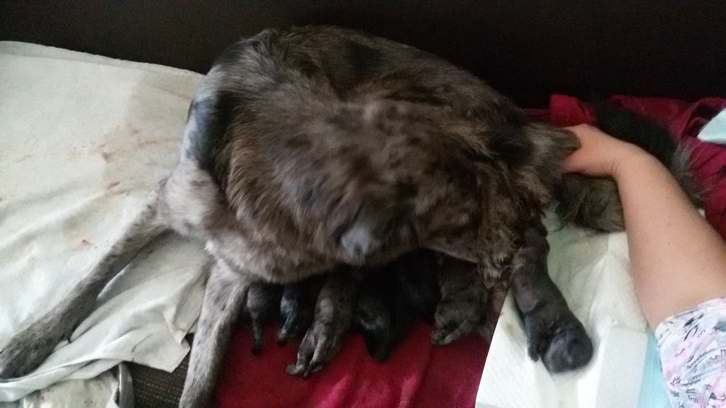 Geburt von 7 Jungs und einem Mädel