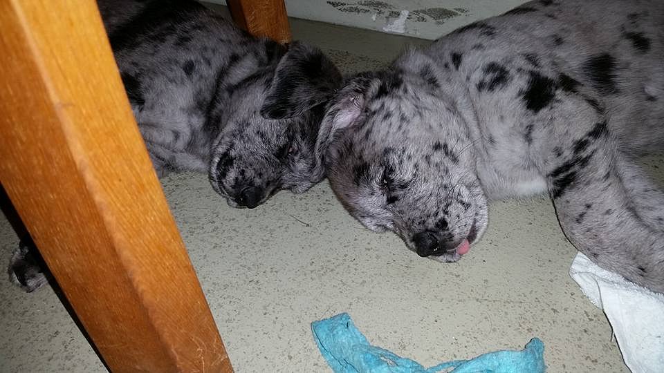 Abilou und Loki