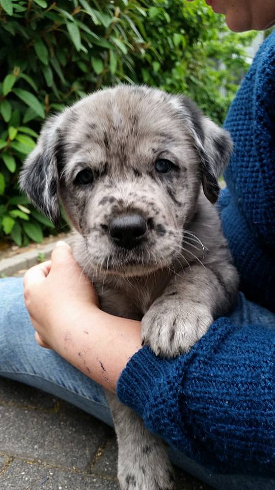 Loki