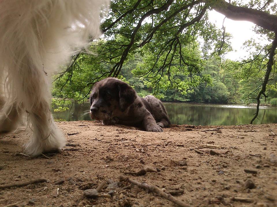 Charly am Weiher