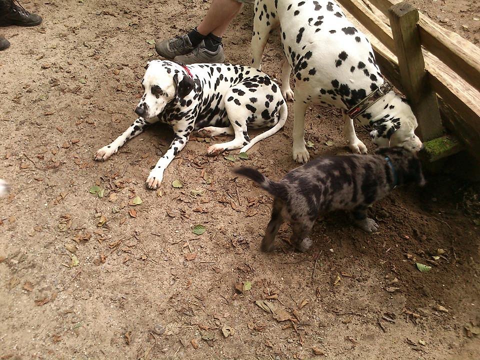 Charly am Weiher