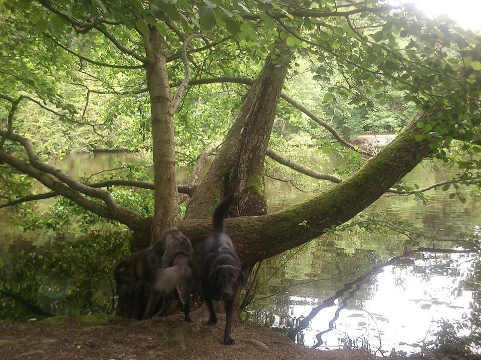 Charly am Weiher