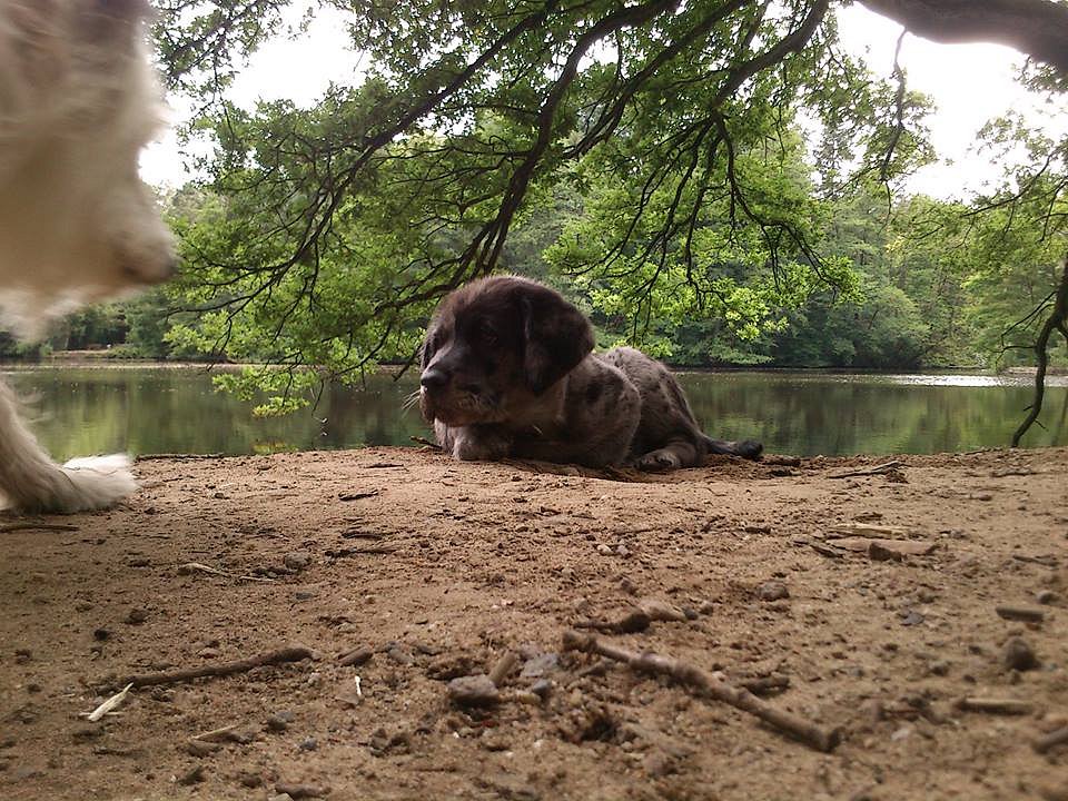 Charly am Weiher
