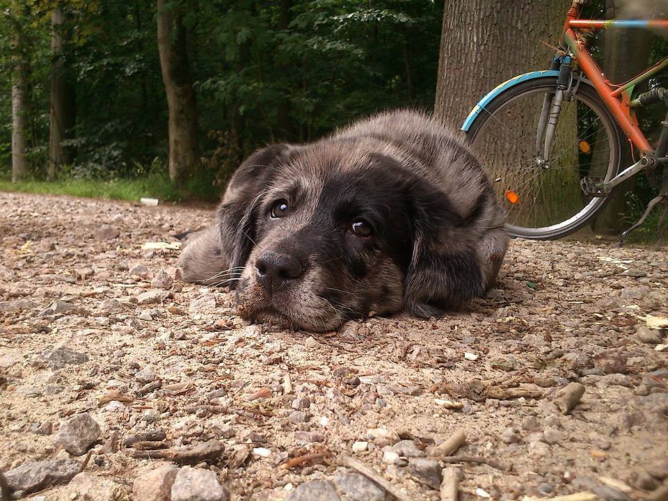 Charly am Weiher