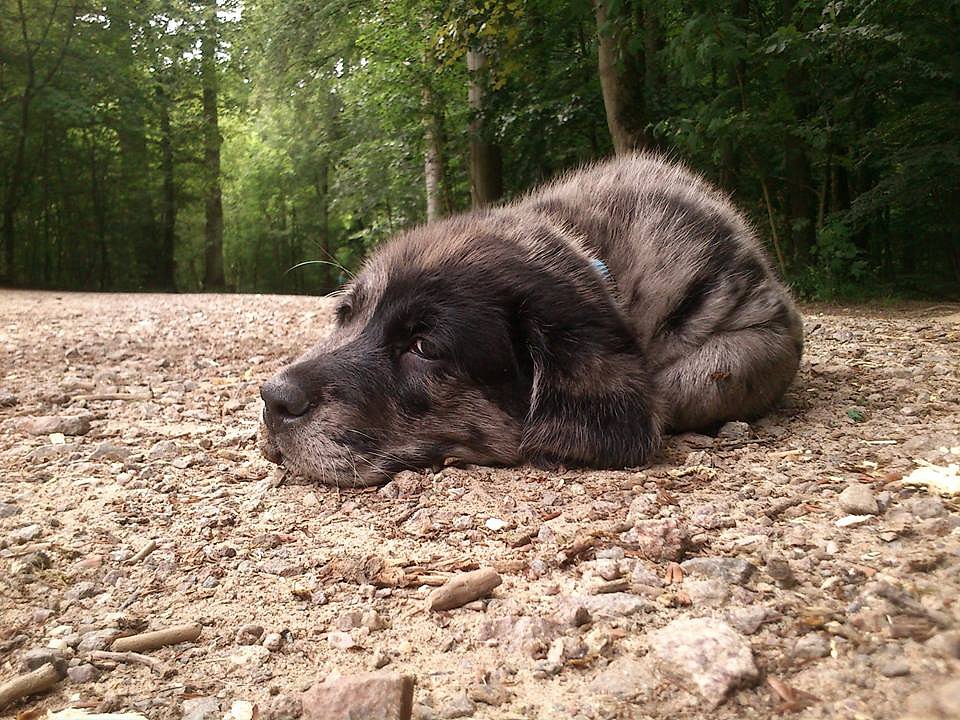 Charly am Weiher