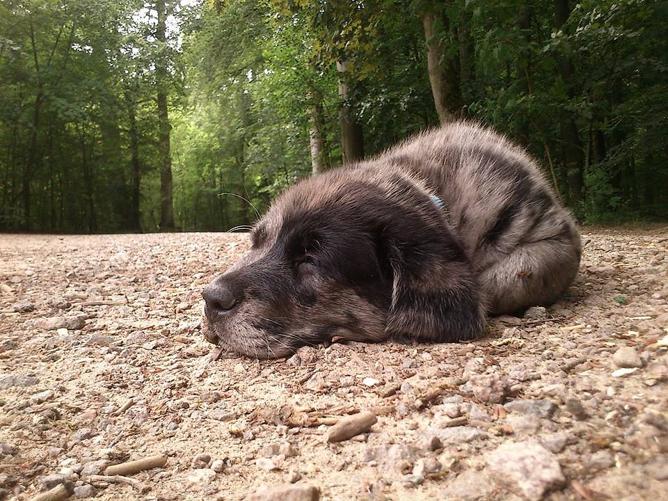 Charly am Weiher