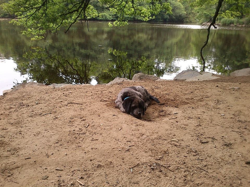 Charly am Weiher