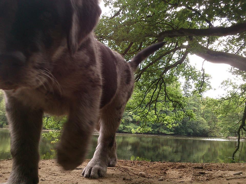 Charly am Weiher