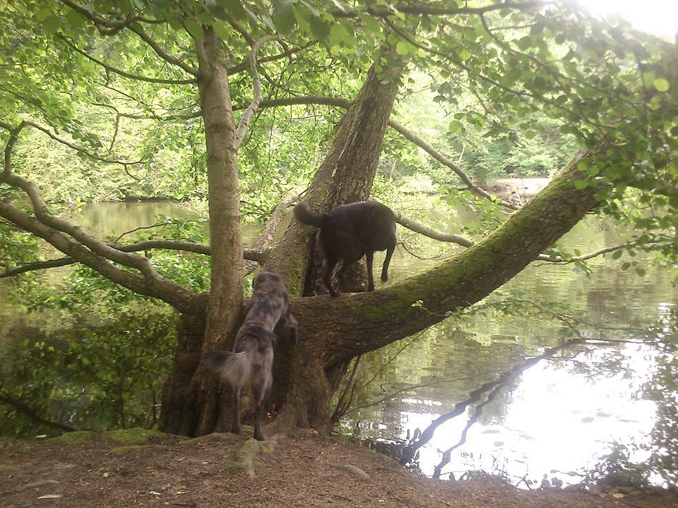 Charly am Weiher