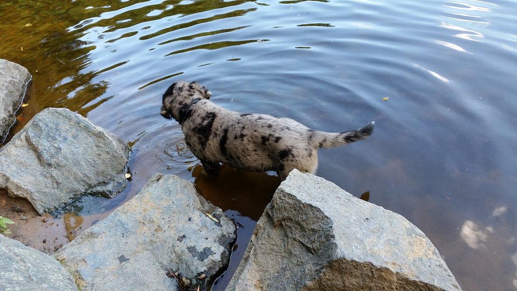 an der Oberschweinstiege