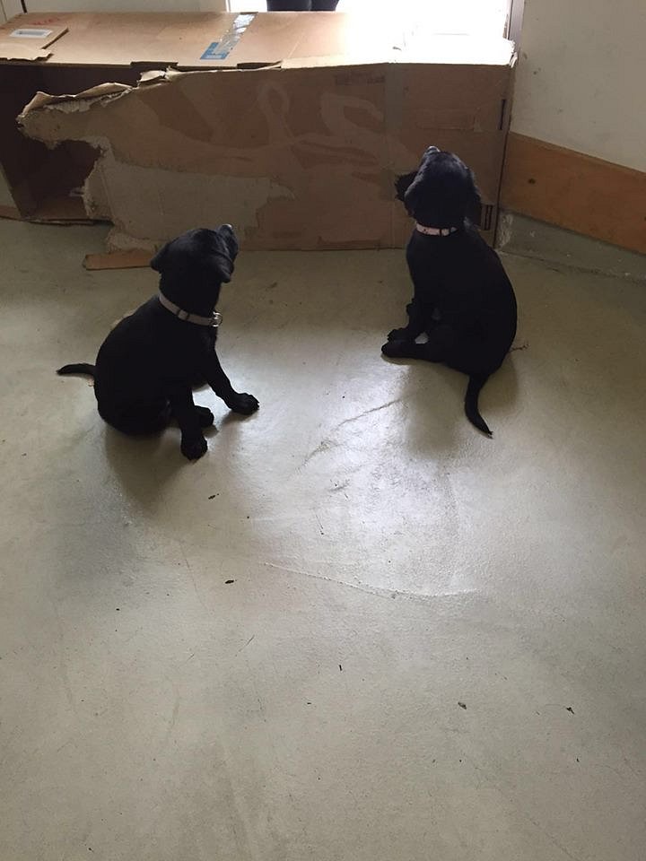 Mylo und Sunny
