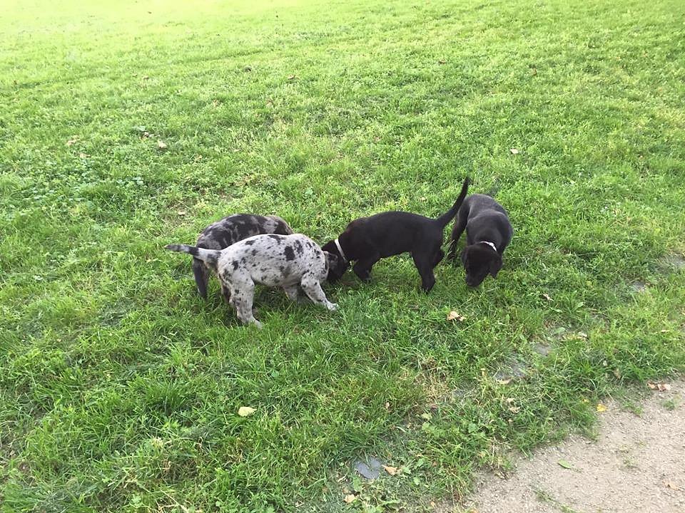 Auf der Wiese