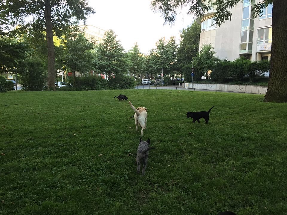 Auf der Wiese