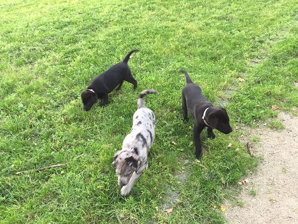 Auf der Wiese