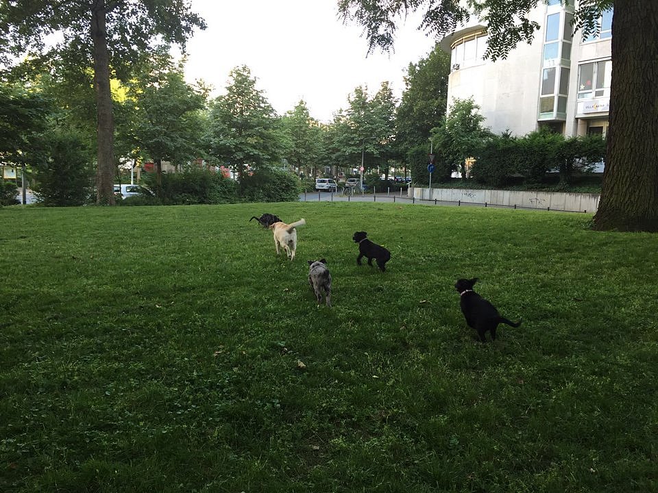 Auf der Wiese