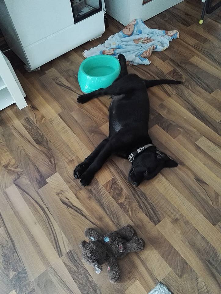 Mylo noch zuhause
