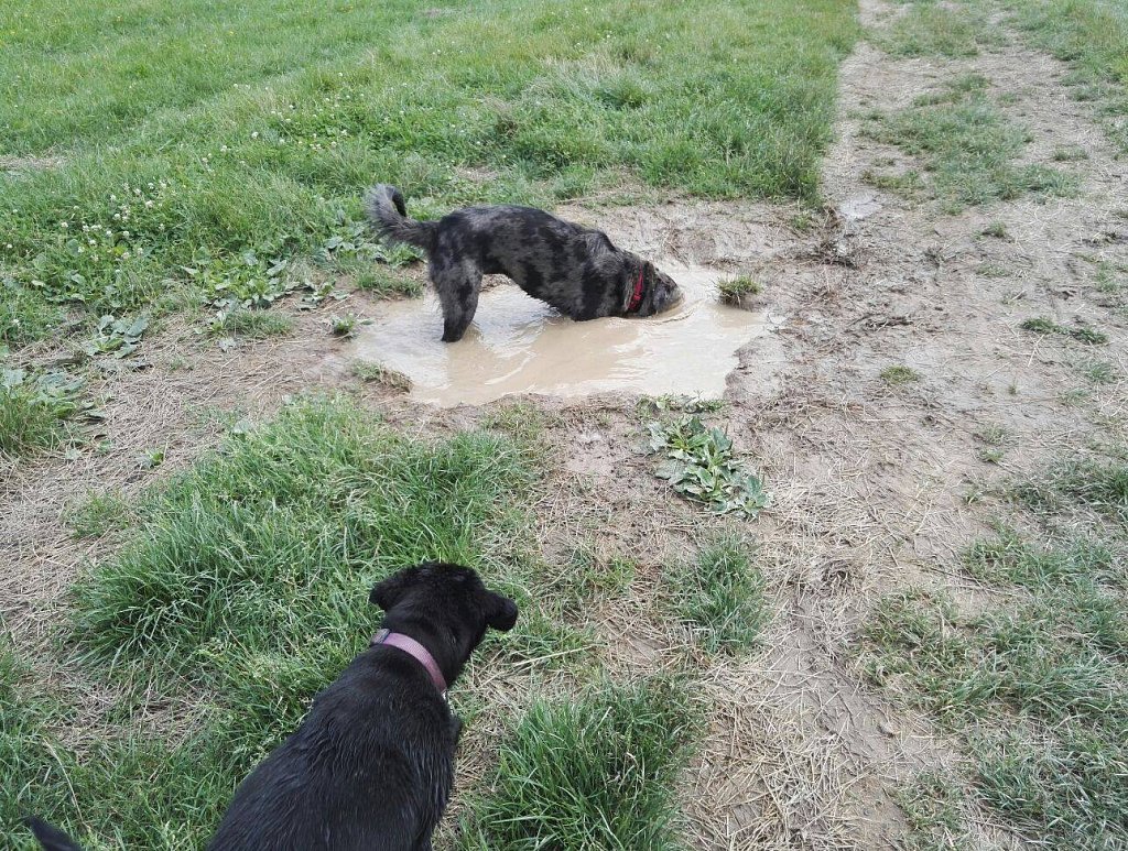 Hundewiese mit Lilo und Pria