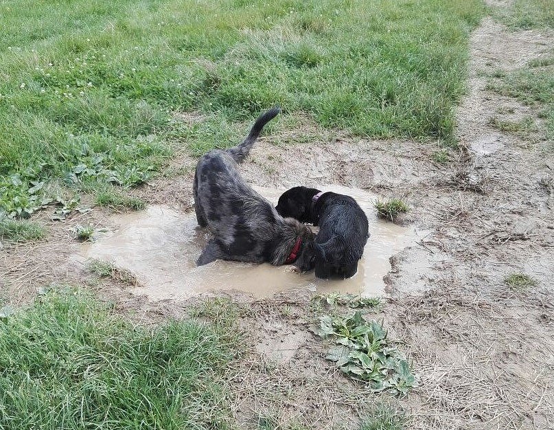 Hundewiese mit Mylo und Lilo