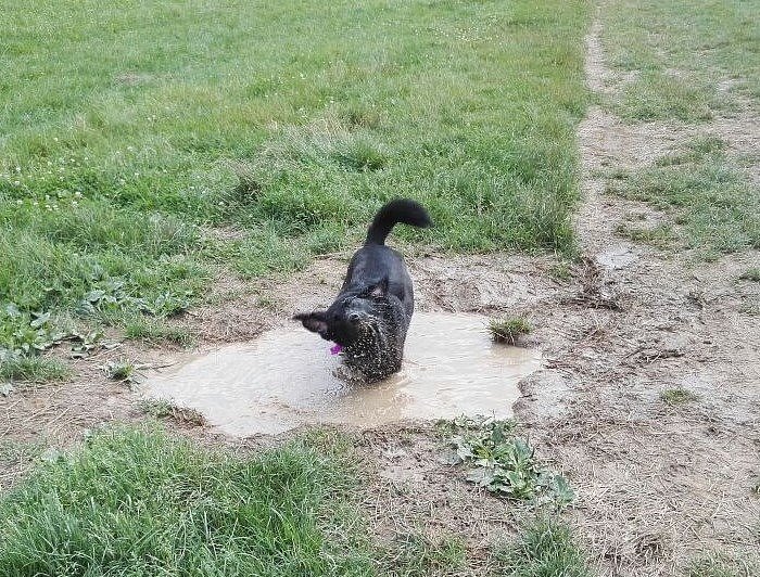 Hundewiese