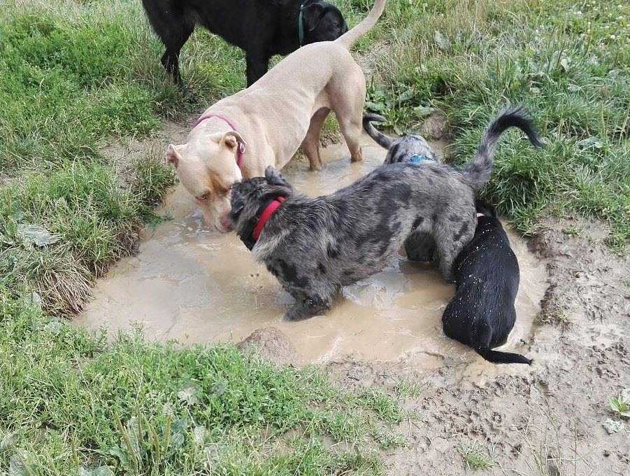 Hundewiese