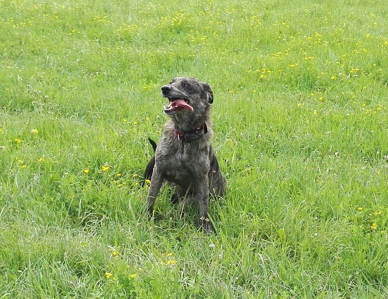 Hundewiese