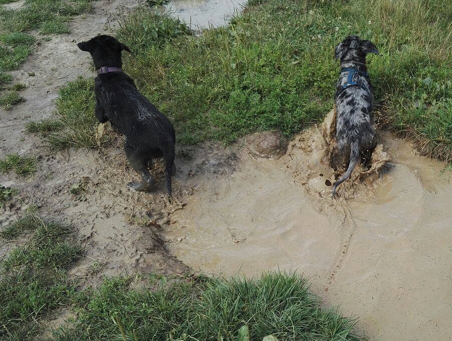 Hundewiese mit Mylo, Lilo und Pria