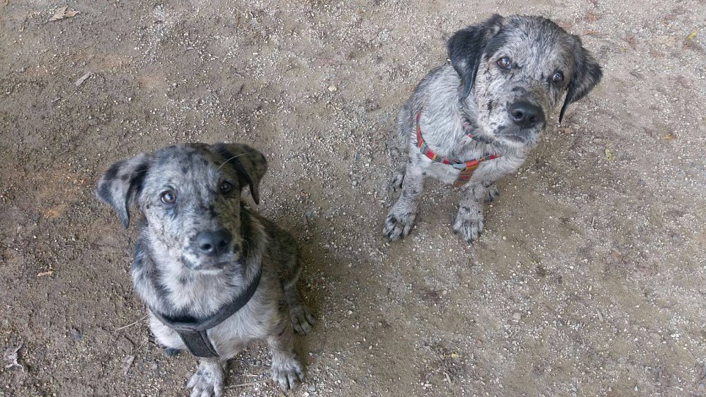 Brudertreffen mit Loki und Abilou am Weiher