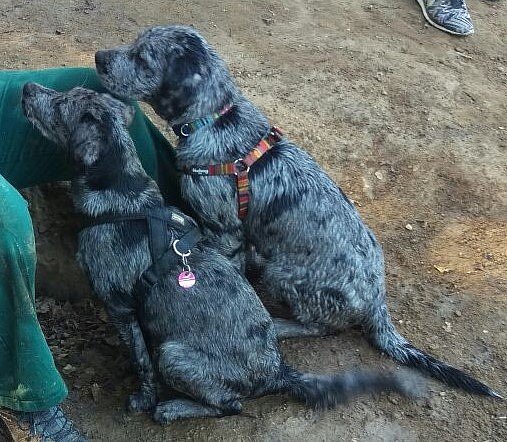 Brudertreffen mit Loki und Abilou am Weiher