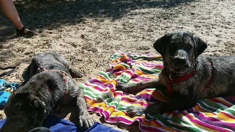 Theodor und Loki am Rhein