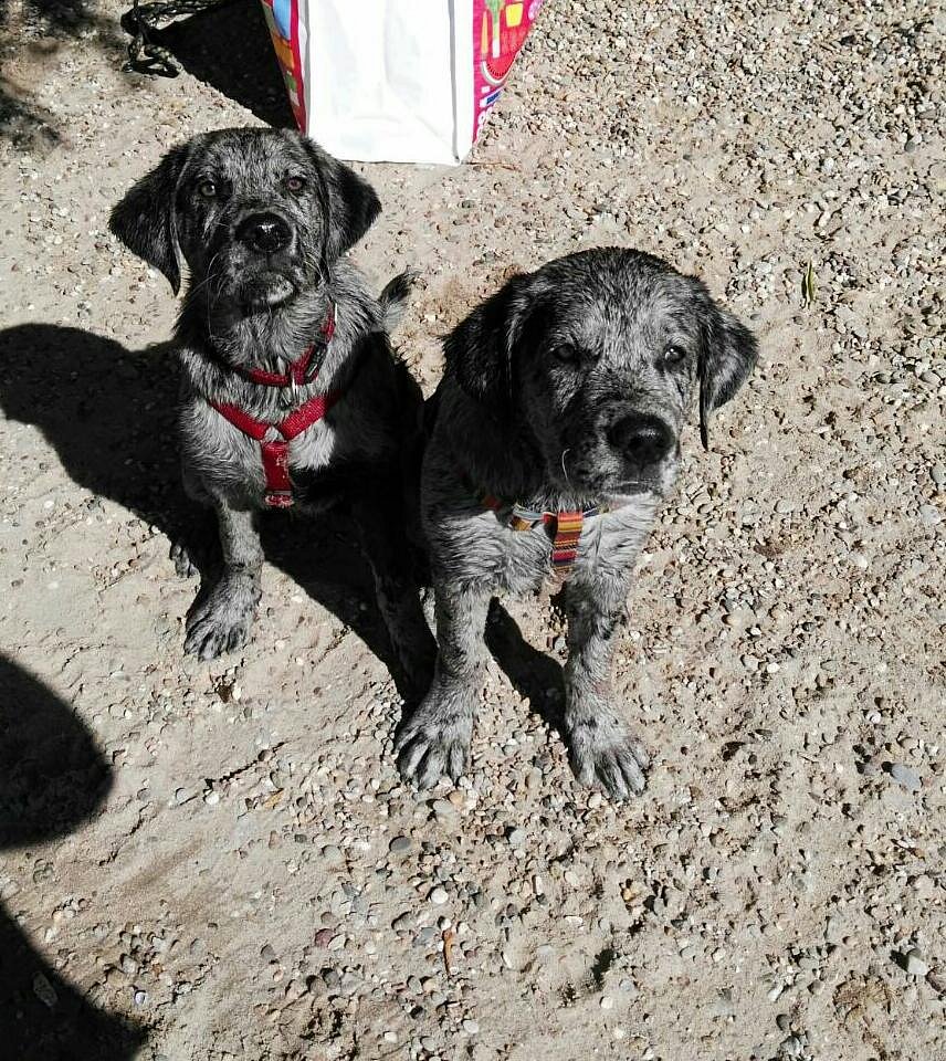 Theodor und Loki am Rhein