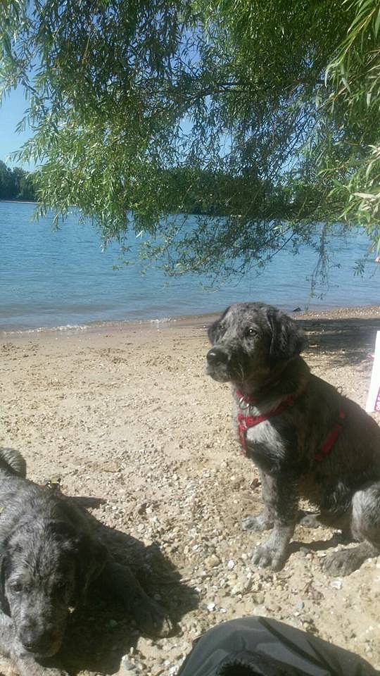 Theodor und Loki am Rhein