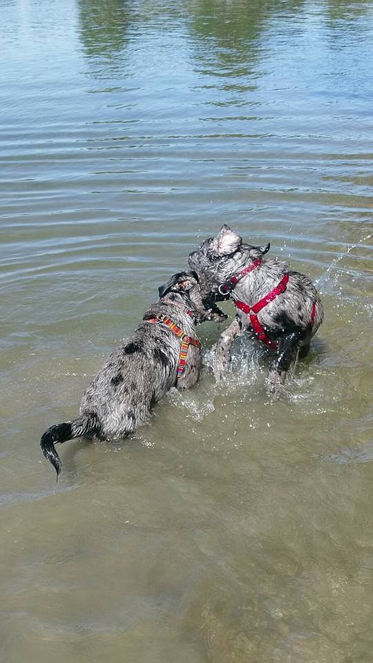 Theodor und Loki am Rhein