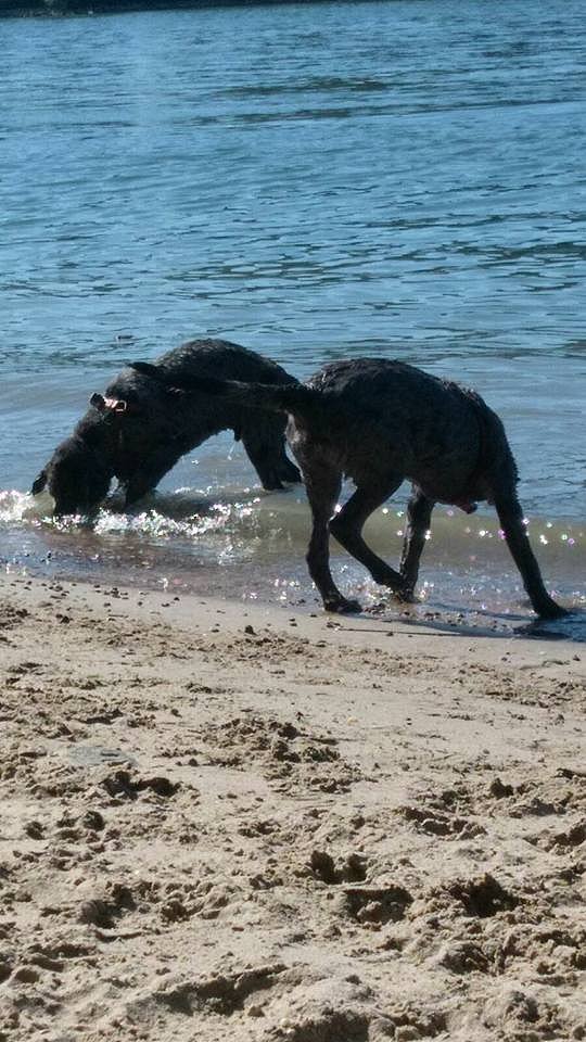 Theodor und Loki am Rhein