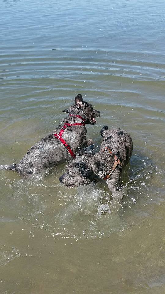 Theodor und Loki am Rhein