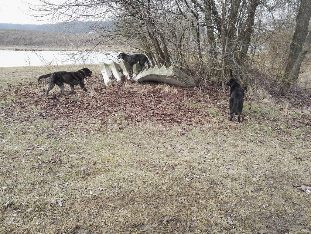 Ein Nachmittag mit Charlie