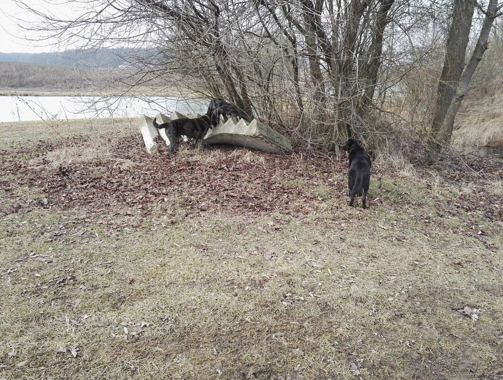 Ein Nachmittag mit Charlie