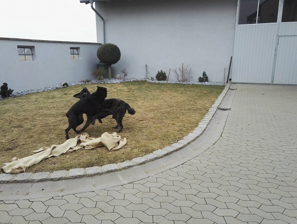 Ein Nachmittag mit Charlie