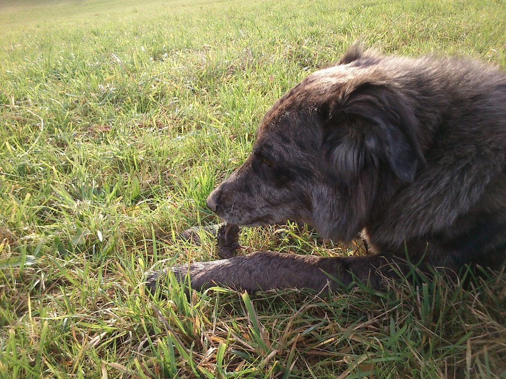 Auf Mäusejagd mit Lilo und Sheela