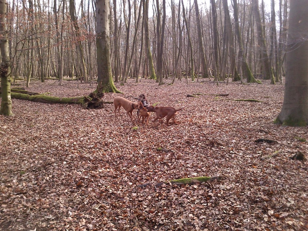 Spielen mit dem Rudel Ridgebacks...