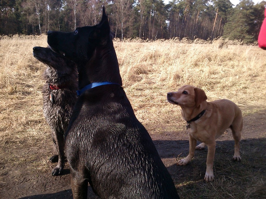 Grundwiese mit Lilo, Pria, Lula