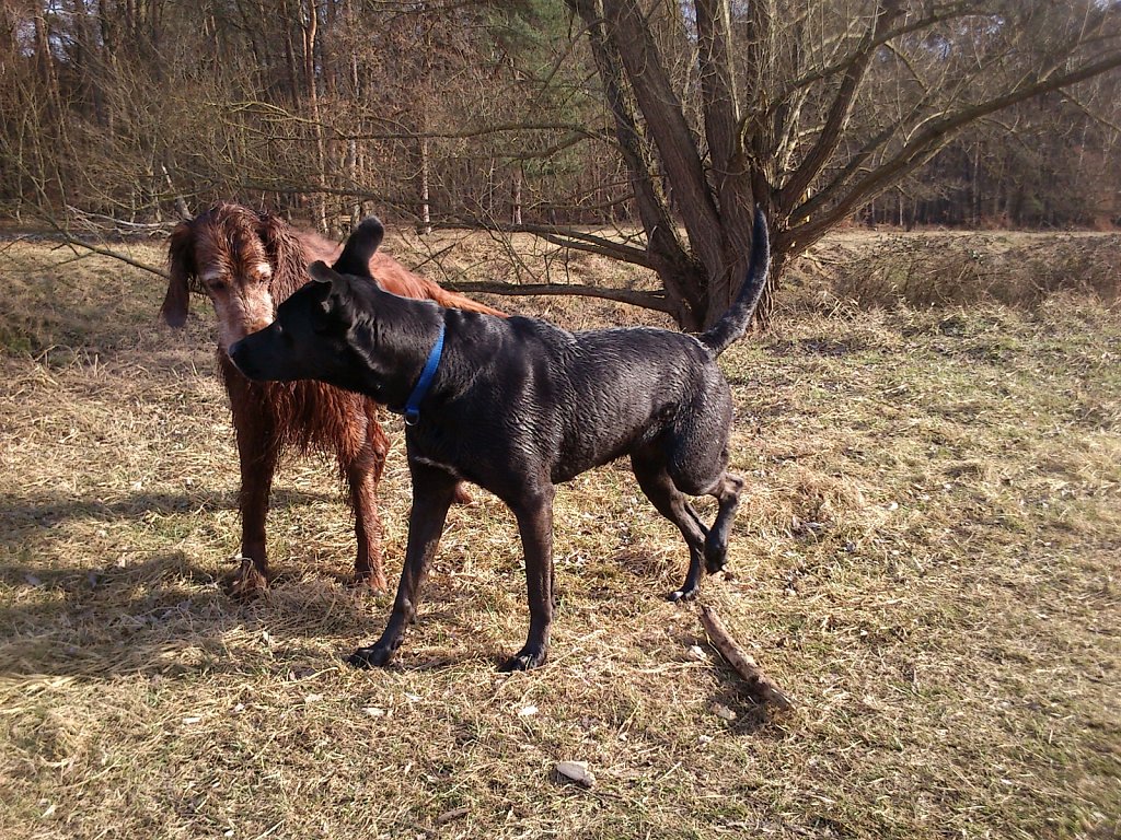 Grundwiese mit Lilo, Pria, Lula
