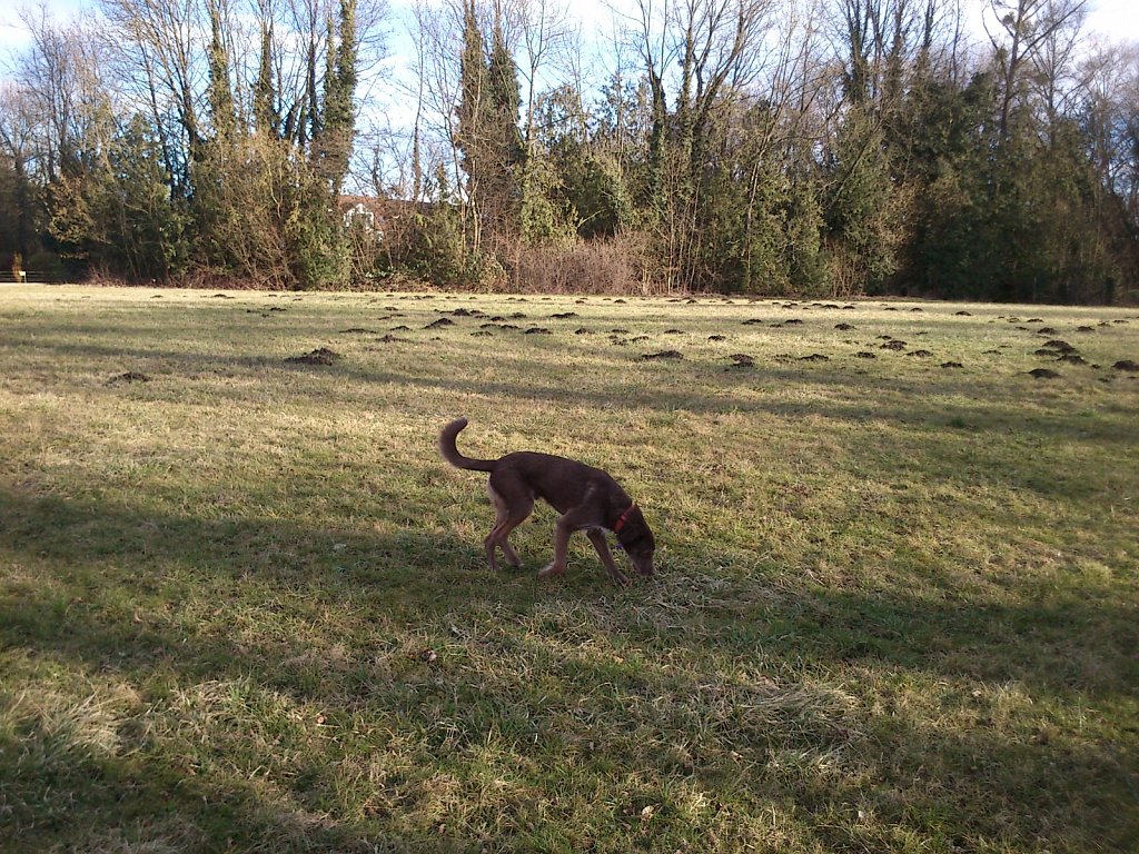 Monti am See