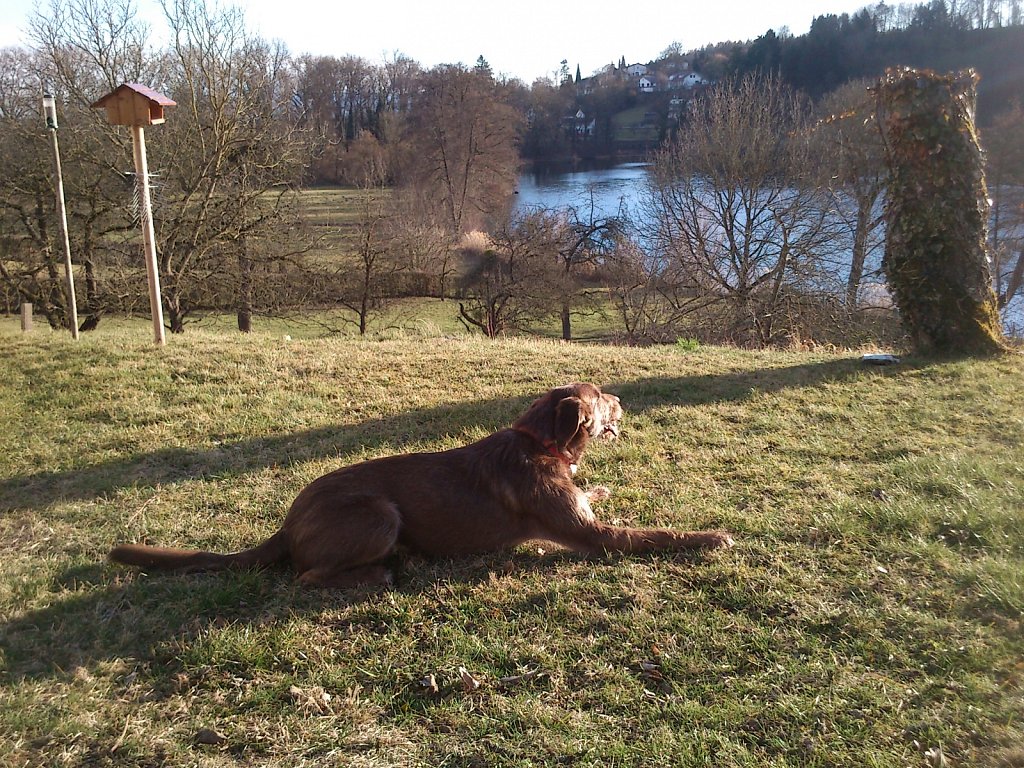 Monti am See