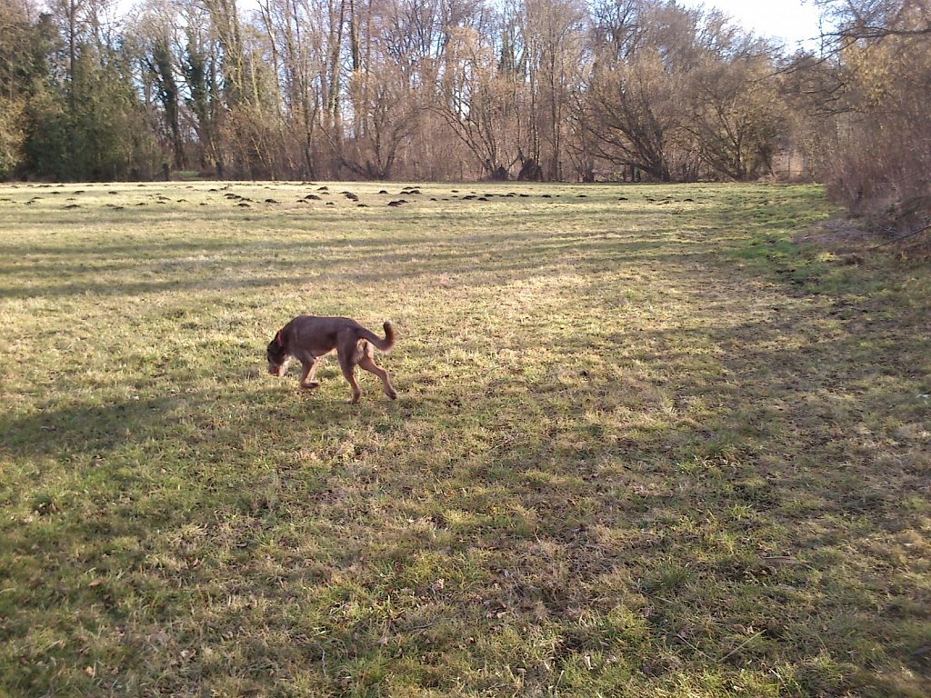 Monti am See