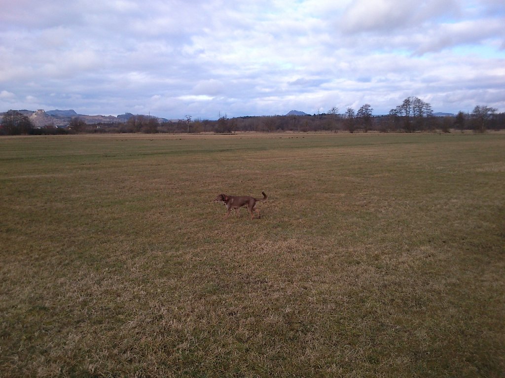 Monti im Ried