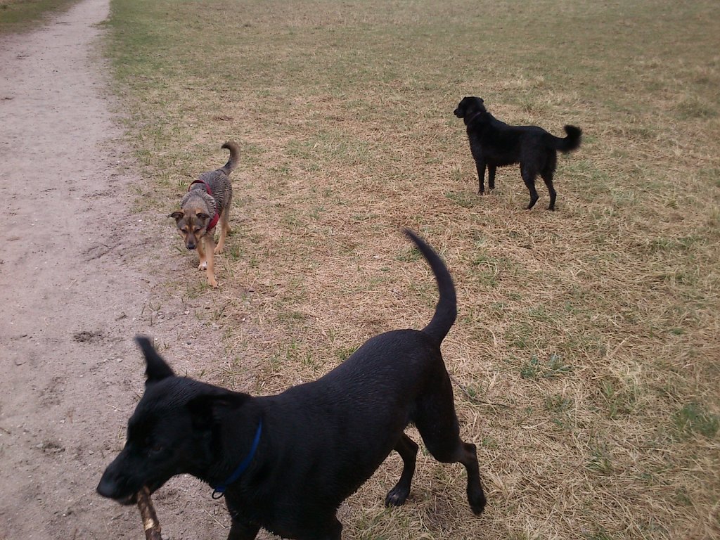 Grundwiese mit Lilo, Pria, Sheela und Lula