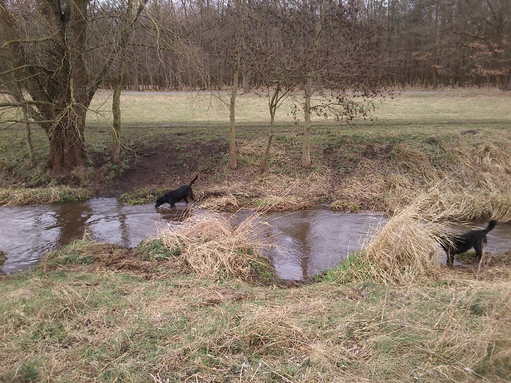 Grundwiese mit Lilo, Pria, Sheela und Lula